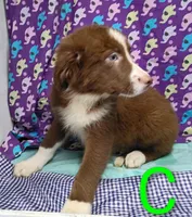 Aussie boy C BLUE EYES, a male Australian Shepherd for sale in Montgomery, MI – Photo 8 of 10