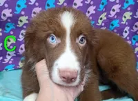 Aussie boy C BLUE EYES, a male Australian Shepherd for sale in Montgomery, MI – Photo 7 of 10