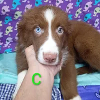 Aussie boy C BLUE EYES, a male Australian Shepherd for sale in Montgomery, MI – Photo 3 of 10