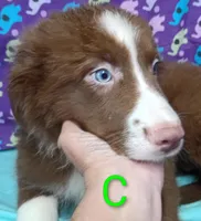 Aussie boy C BLUE EYES, a male Australian Shepherd for sale in Montgomery, MI – Photo 2 of 10