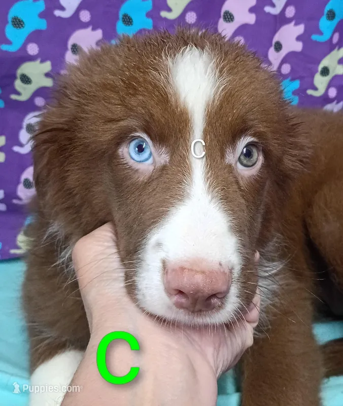 Aussie boy C BLUE EYES – Australian Shepherd puppy for sale in Montgomery, MI