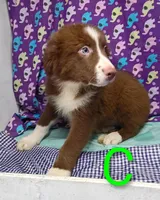 Aussie boy C BLUE EYES, a male Australian Shepherd for sale in Montgomery, MI – Photo 5 of 10