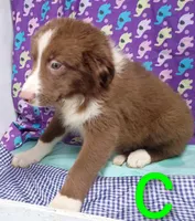 Aussie boy C BLUE EYES, a male Australian Shepherd for sale in Montgomery, MI – Photo 10 of 10