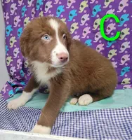 Aussie boy C BLUE EYES, a male Australian Shepherd for sale in Montgomery, MI – Photo 9 of 10