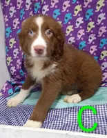 Aussie boy C BLUE EYES, a male Australian Shepherd for sale in Montgomery, MI – Photo 4 of 10