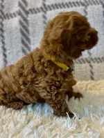 BUDDY, a male Poodle - Toy  for sale in Long Beach, CA – 6 of 8