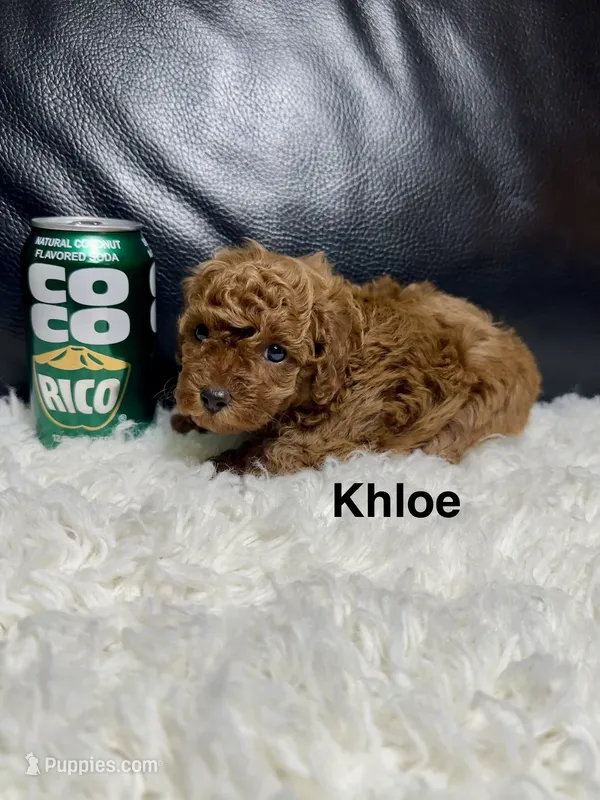 Khloe, a female Poodle - Toy  for sale in Long Beach, CA – 1 of 4