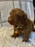 BUDDY, a male Poodle - Toy  for sale in Long Beach, CA – 5 of 8