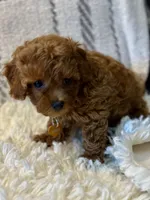 BUDDY, a male Poodle - Toy  for sale in Long Beach, CA – 3 of 8