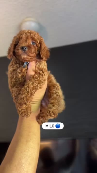 MILO, a male Poodle - Toy  for sale in Long Beach, CA – 9 of 9