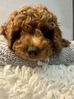 MILO, a male Poodle - Toy  for sale in Long Beach, CA – 7 of 9