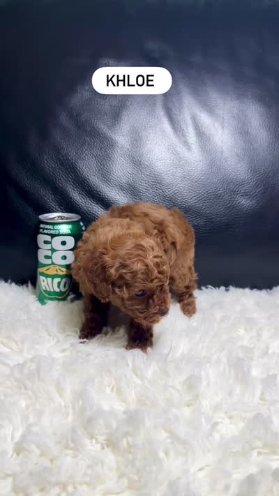 Khloe, a female Poodle - Toy  for sale in Long Beach, CA – 4 of 4