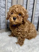 Peanut, a male Poodle - Toy  for sale in Long Beach, CA – Photo 5 of 5