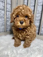 Peanut, a male Poodle - Toy  for sale in Long Beach, CA – Photo 3 of 5