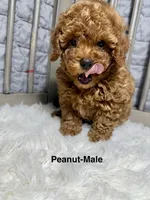 Peanut, a male Poodle - Toy  for sale in Long Beach, CA – Photo 2 of 5