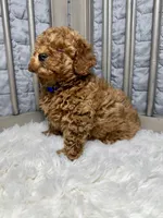 Peanut, a male Poodle - Toy  for sale in Long Beach, CA – Photo 4 of 5