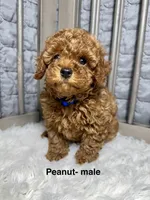 Peanut, a male Poodle - Toy  for sale in Long Beach, CA – Photo 1 of 5