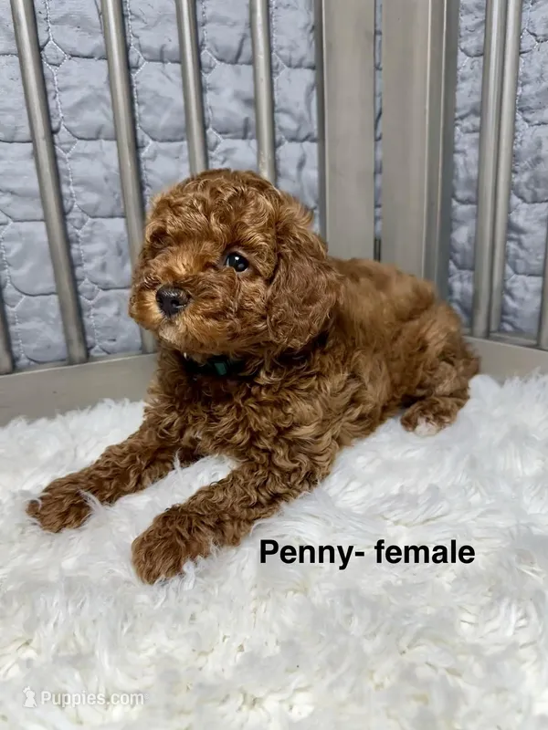 Penny – Poodle - Toy  puppy for sale in Long Beach, CA