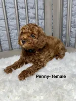 Penny, a female Poodle - Toy  for sale in Long Beach, CA – Photo 1 of 3