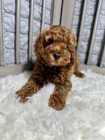 Penny, a female Poodle - Toy  for sale in Long Beach, CA – Photo 3 of 3