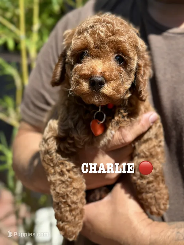 CHARLIE – Poodle - Toy  puppy for sale in Long Beach, CA