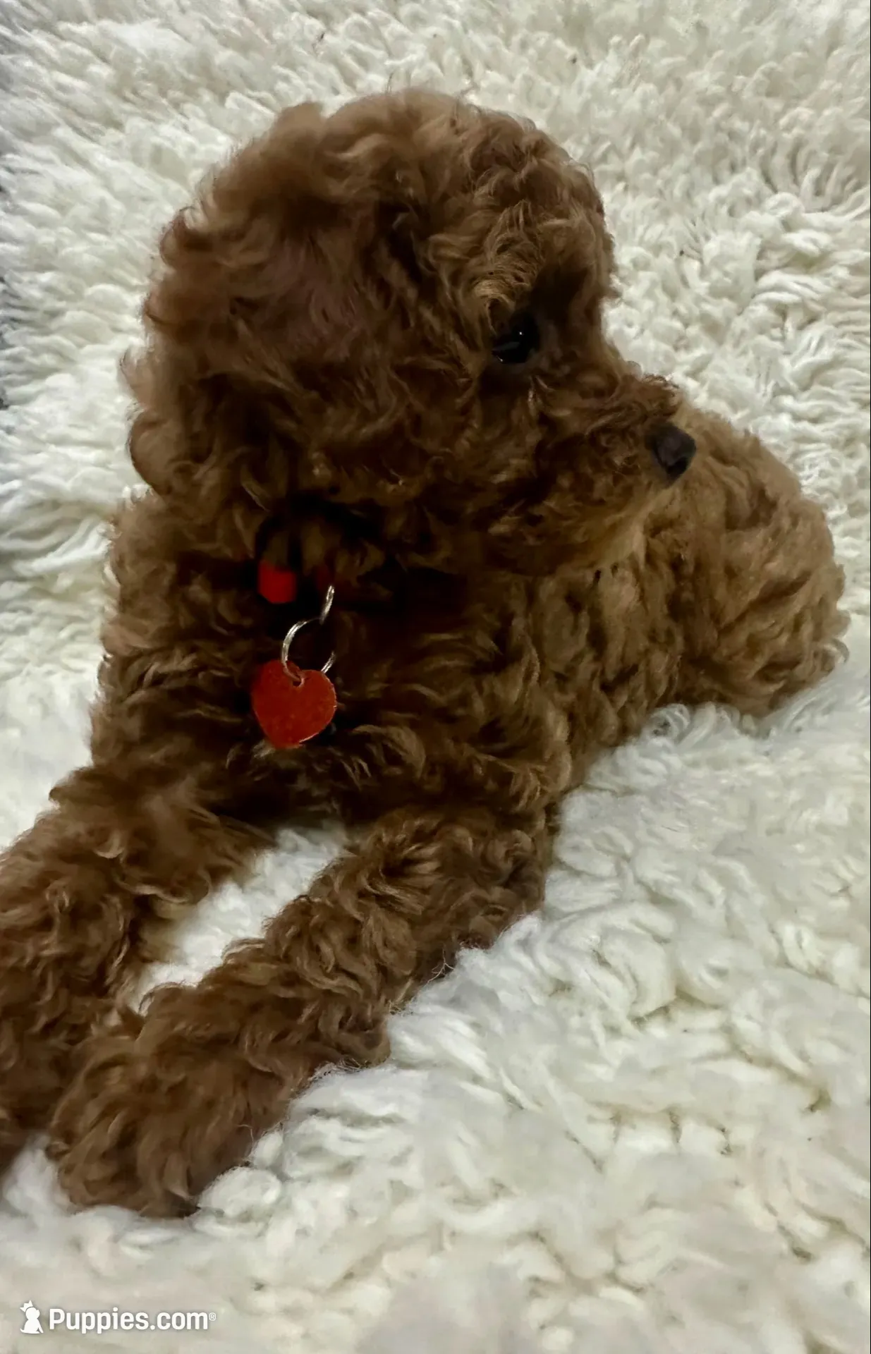 CHARLIE, a male Poodle - Toy  for sale in Long Beach, CA – 3 of 6