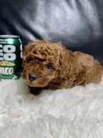 Khloe, a female Poodle - Toy  for sale in Long Beach, CA – 3 of 4
