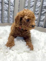 Finnly, a female Poodle - Toy  for sale in Long Beach, CA – Photo 2 of 4