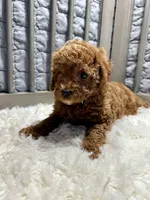 Finnly, a female Poodle - Toy  for sale in Long Beach, CA – Photo 4 of 4