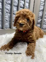 Finnly, a female Poodle - Toy  for sale in Long Beach, CA – Photo 1 of 4