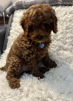 MILO, a male Poodle - Toy  for sale in Long Beach, CA – 6 of 9