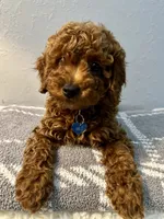 MILO, a male Poodle - Toy  for sale in Long Beach, CA – 5 of 9