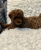 MILO, a male Poodle - Toy  for sale in Long Beach, CA – 4 of 9