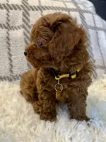 BUDDY, a male Poodle - Toy  for sale in Long Beach, CA – 2 of 8
