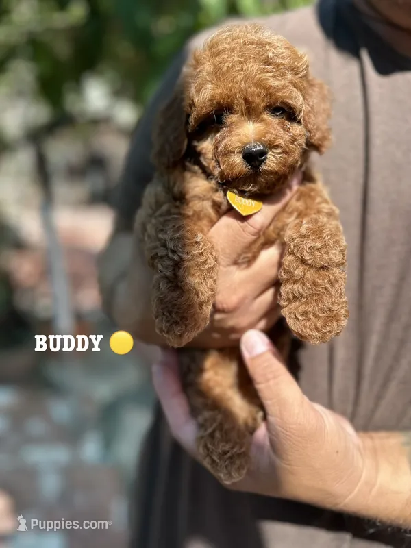 BUDDY – Poodle - Toy  puppy for sale in Long Beach, CA