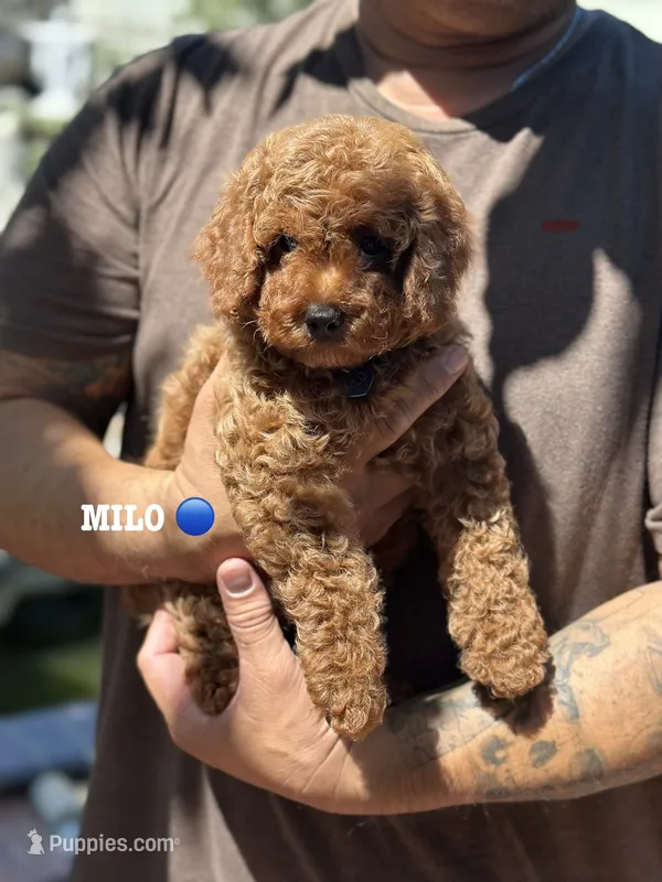 MILO – Poodle - Toy  puppy for sale in Long Beach, CA