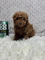 Khloe, a female Poodle - Toy  for sale in Long Beach, CA – 2 of 4