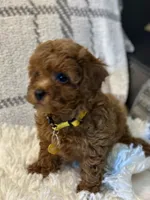 BUDDY, a male Poodle - Toy  for sale in Long Beach, CA – 4 of 8