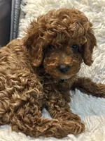 MILO, a male Poodle - Toy  for sale in Long Beach, CA – 8 of 9