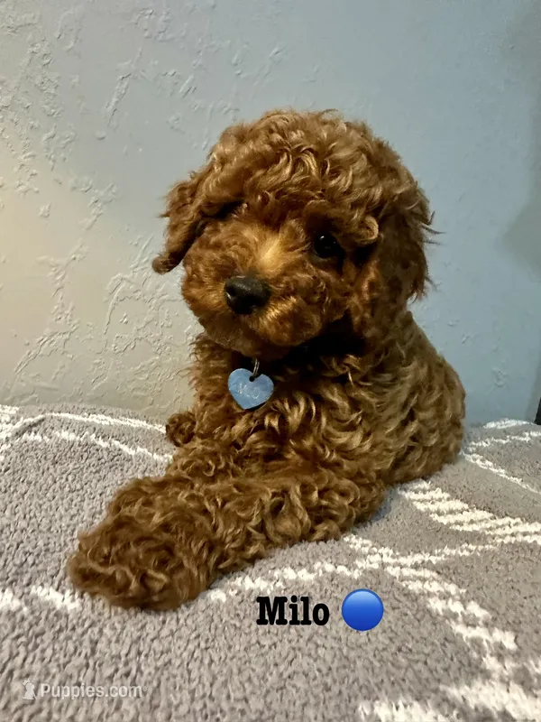 MILO – Poodle - Toy  puppy for sale in Long Beach, CA