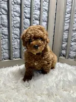 Brandy, a female Poodle - Toy  for sale in Long Beach, CA – Photo 4 of 4