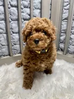 Brandy, a female Poodle - Toy  for sale in Long Beach, CA – Photo 2 of 4