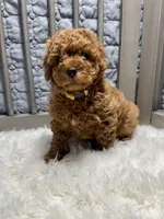 Brandy, a female Poodle - Toy  for sale in Long Beach, CA – Photo 3 of 4
