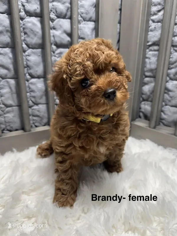 Brandy – Poodle - Toy  puppy for sale in Long Beach, CA