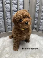 Brandy, a female Poodle - Toy  for sale in Long Beach, CA – Photo 1 of 4