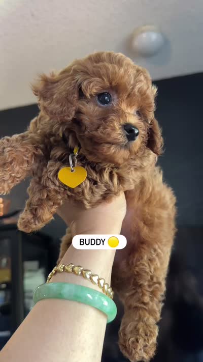 BUDDY, a male Poodle - Toy  for sale in Long Beach, CA – 8 of 8