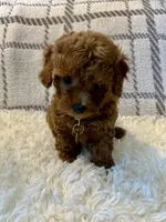 BUDDY, a male Poodle - Toy  for sale in Long Beach, CA – 7 of 8