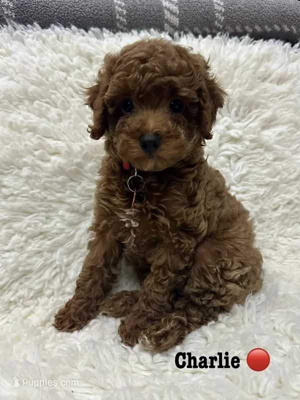 CHARLIE – Poodle - Toy  puppy for sale in Long Beach, CA