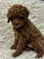 CHARLIE, a male Poodle - Toy  for sale in Long Beach, CA – 5 of 6