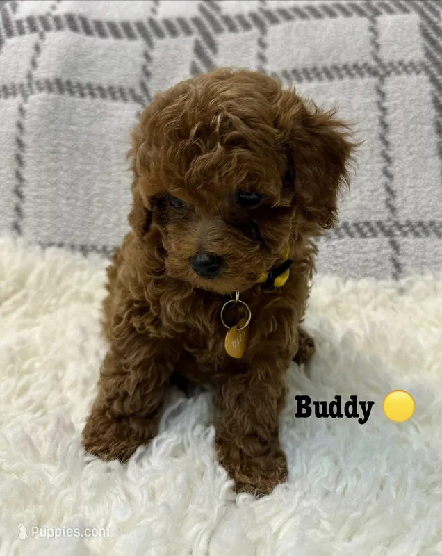 BUDDY – Poodle - Toy  puppy for sale in Long Beach, CA